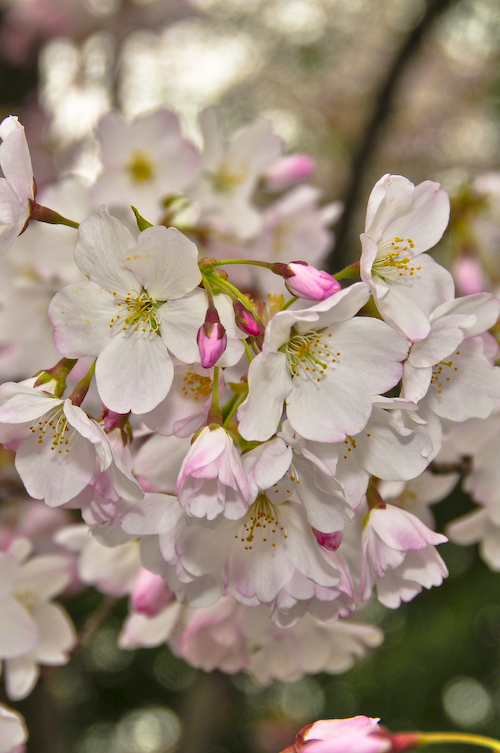 cherry tree blossom festival. Cherry Blossom Festival is
